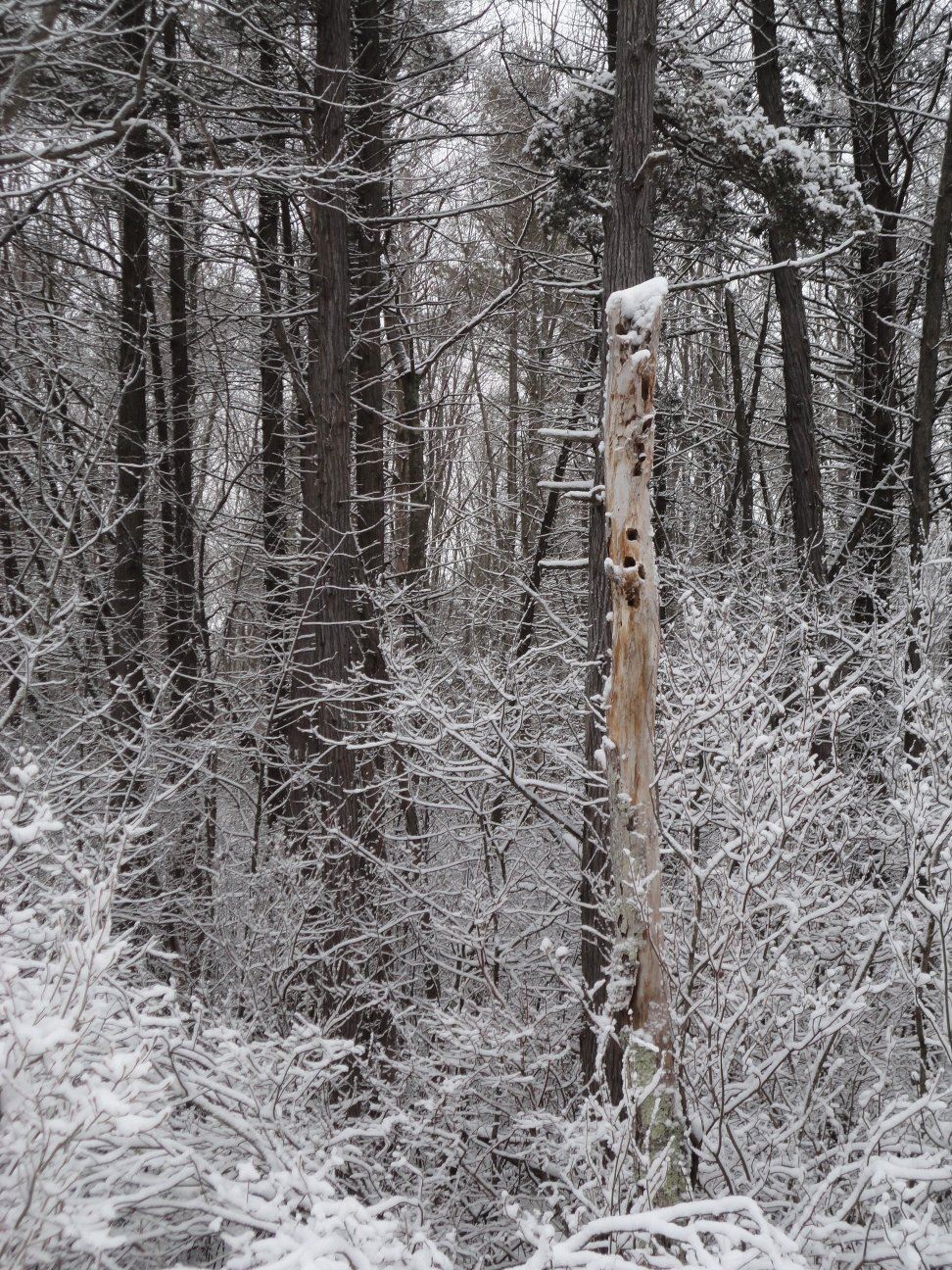 The Atlantic White Cedar Swamp on Davis Road is an unusual habitat in this area.
