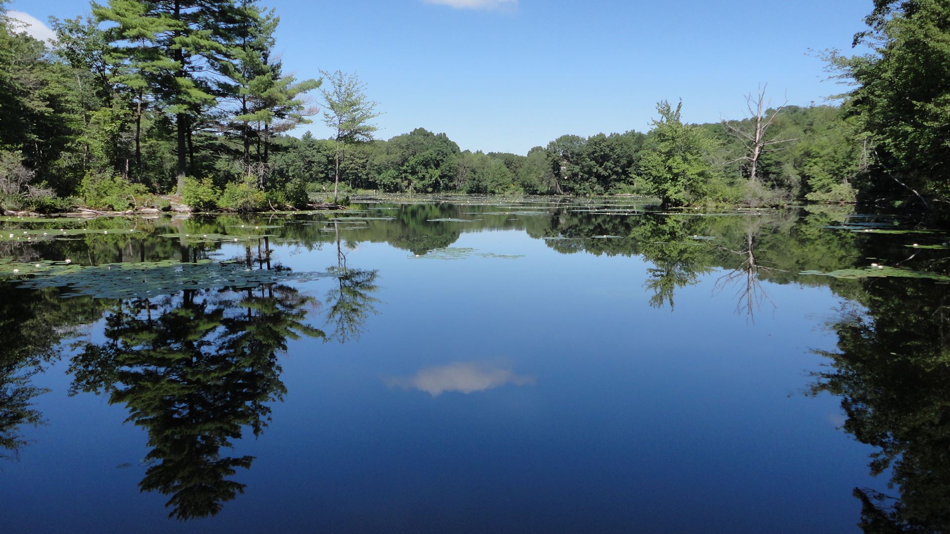 The Clark Conservation Area has a beautiful wet meadow of native plants, including joe-pye-weed, goldenrod, jewelweed, sensitive fern and milkweed.