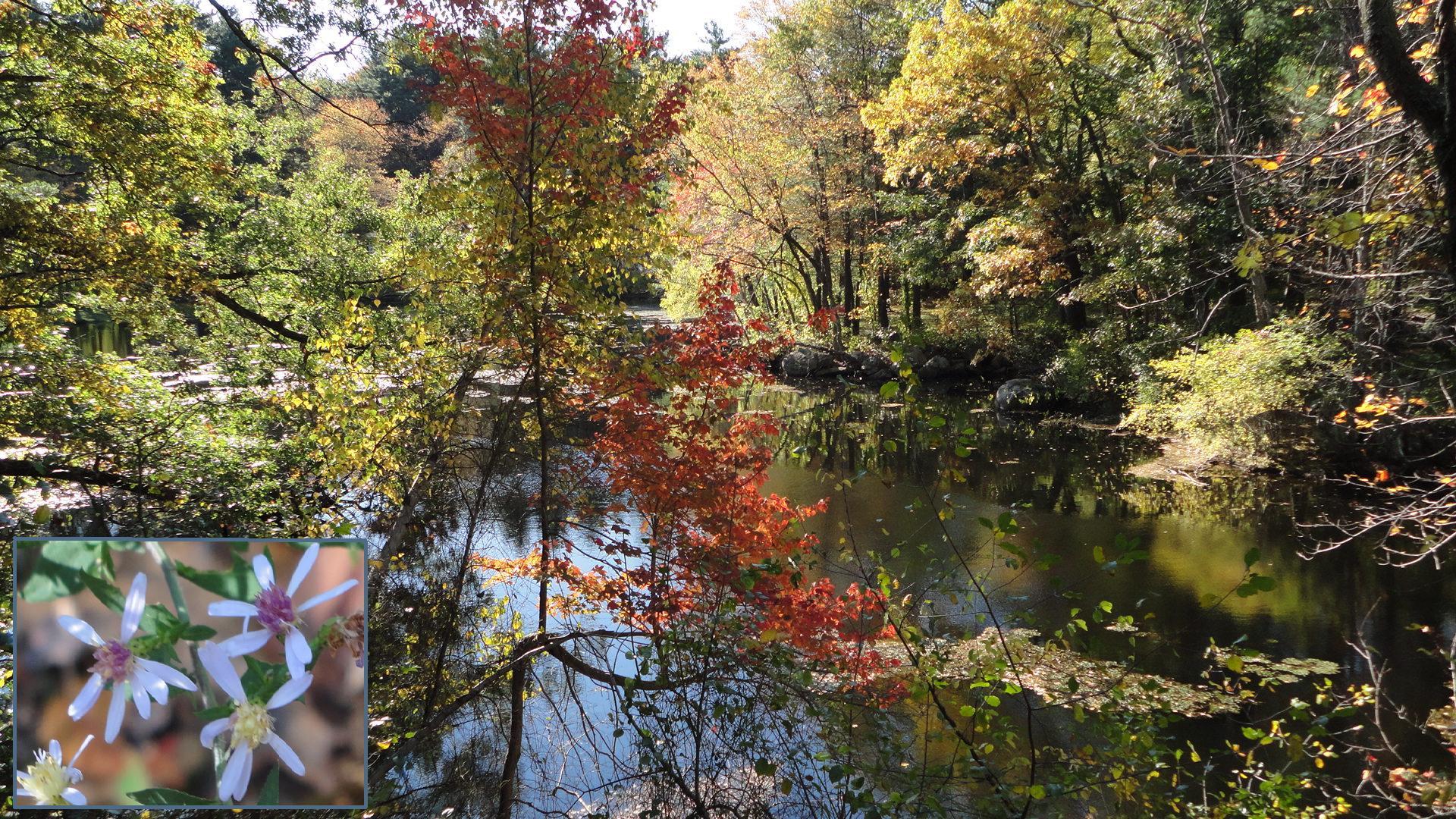 Fawn Lake is one of the most popular conservation areas in Bedford.