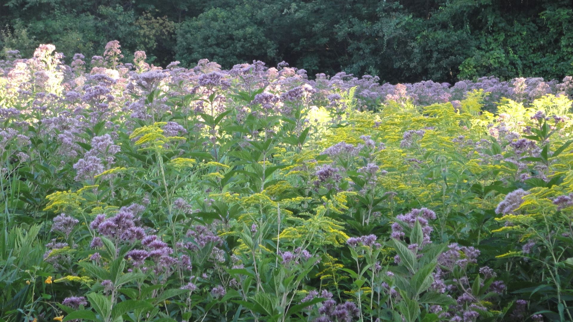 The herbaceous plants on the wooded sides of the trail include ferns, Virginia creeper, partridgeberry and white wood aster.